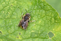 grote wolbij (Anthidium manicatum) 6-2019 9699